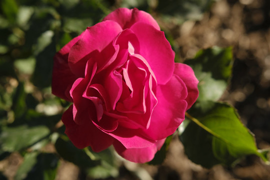 月季花