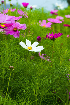 波斯菊