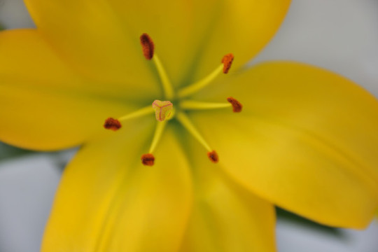 百合花花蕊