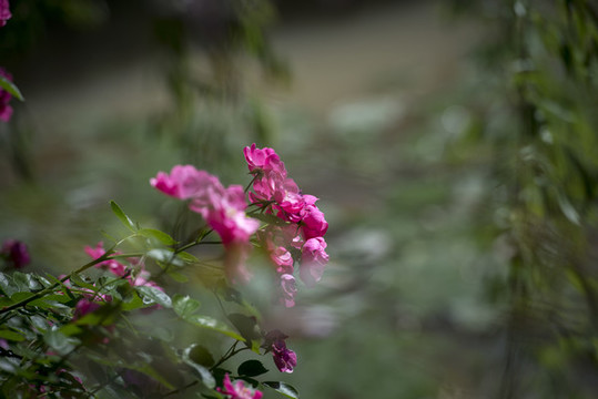 薔薇