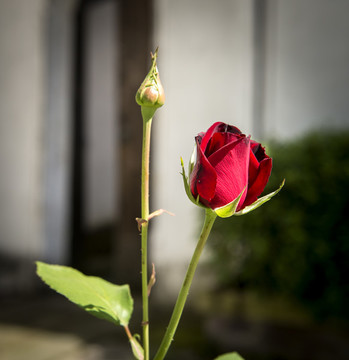 玫瑰花