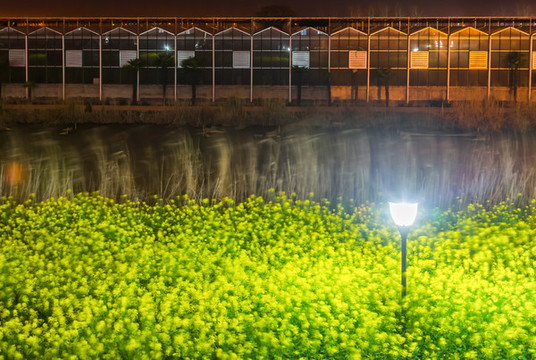 油菜花夜景