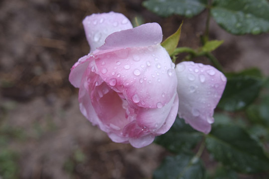 月季花