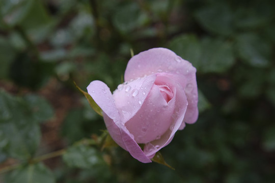 雨中的月季花