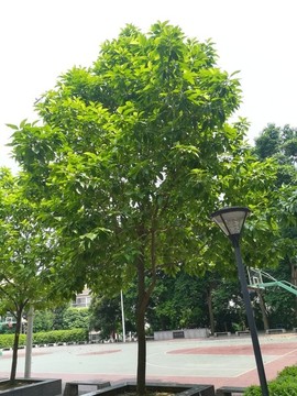 玉蘭樹(shù)