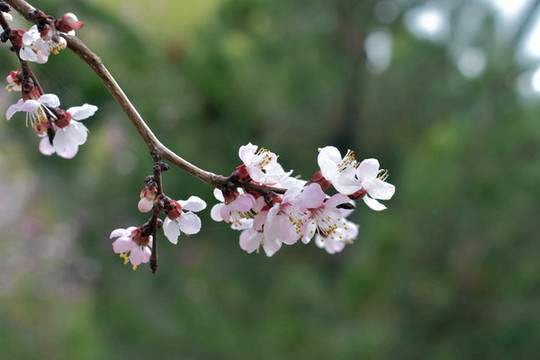 桃花
