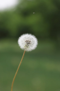 蒲公英高清