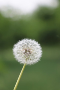 蒲公英高清