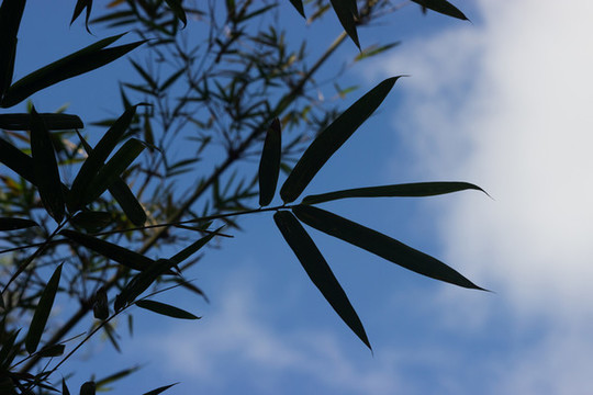 竹葉