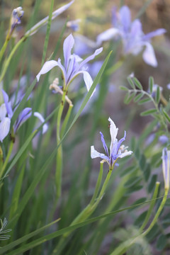 白花馬藺
