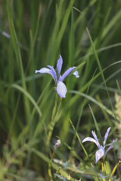 白花馬藺