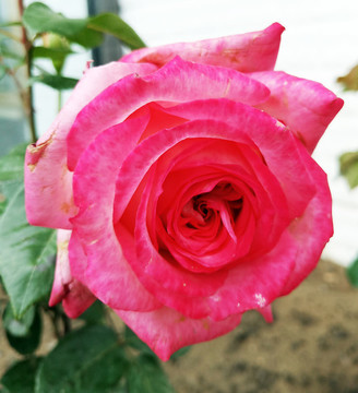 月季花