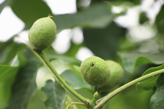 核桃樹(shù)掛果