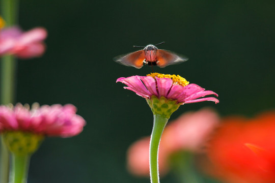 百日菊
