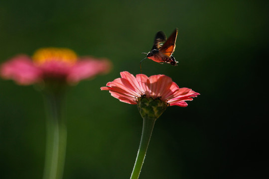 百日菊