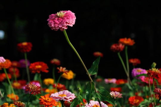 百日菊