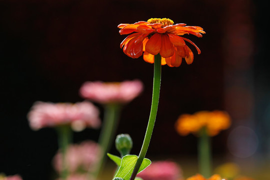 百日菊