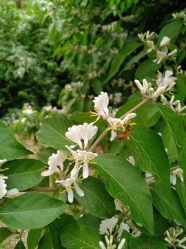蜜蜂采蜜