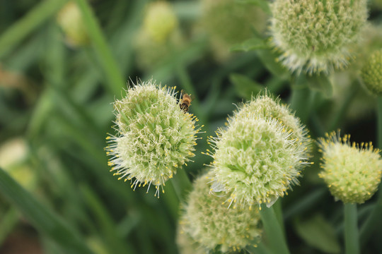 蔥花里覓食的蜜蜂