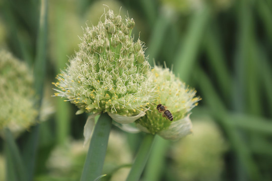蔥花里覓食的蜜蜂
