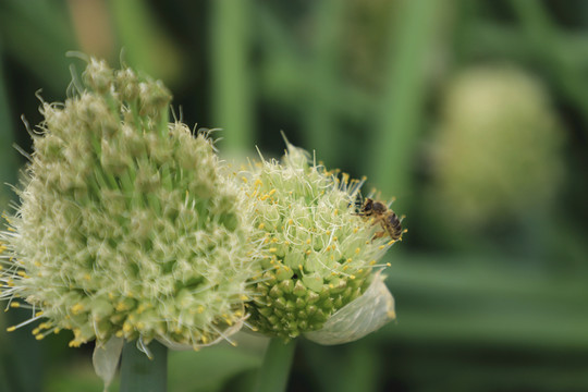 蔥花里覓食的蜜蜂