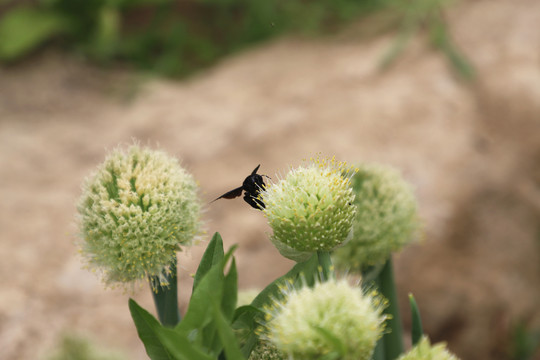 蔥花里的蜜蜂