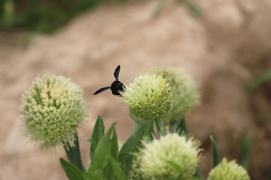 蔥花里的蜜蜂