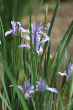 白花馬藺