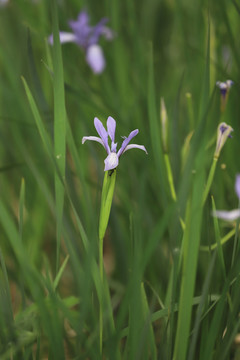 白花馬藺