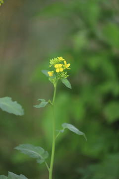 金黃色的油菜花