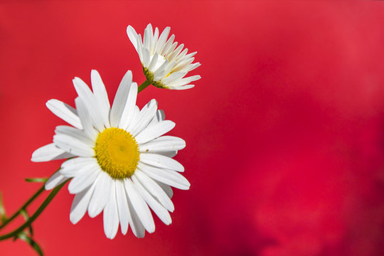 雛菊