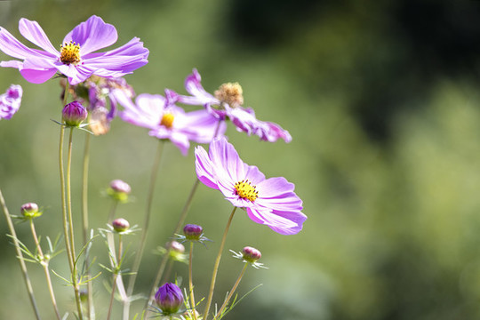雛菊
