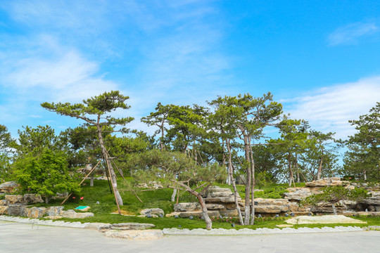 公園樹木松樹