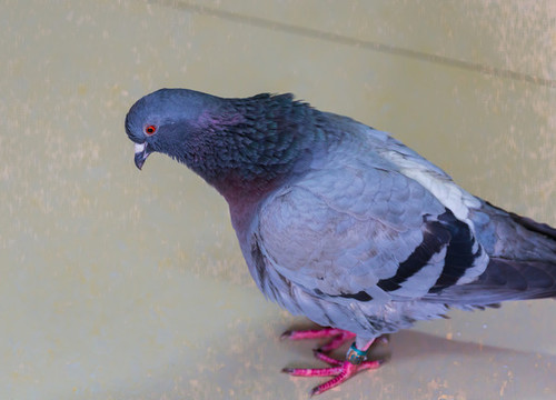 認(rèn)錯
