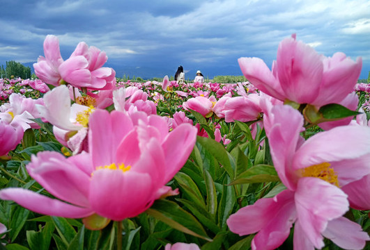 芍藥花