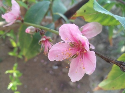 桃花