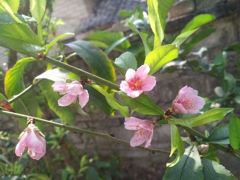桃花