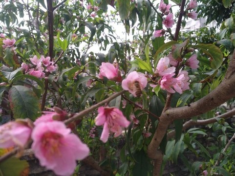 桃花