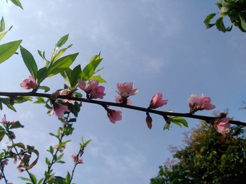桃花