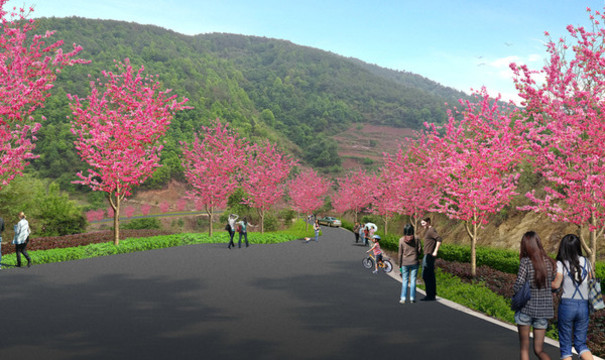 櫻花大道