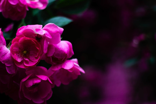 薔薇花玫瑰花