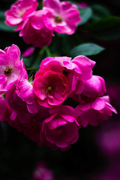 含羞的花朵薔薇玫瑰花