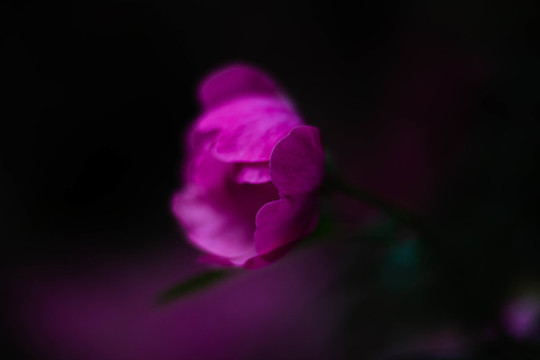 盛開綻放的薔薇玫瑰花