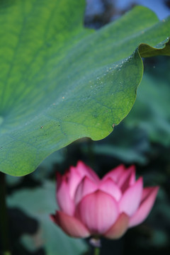 夏荷