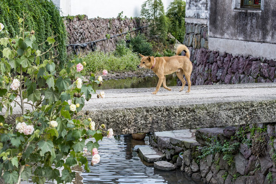 小黃狗