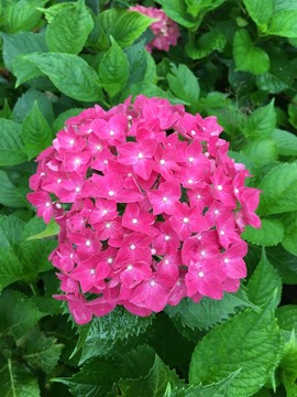 繡球花