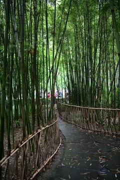 竹林曲徑