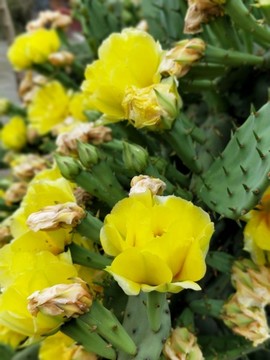 仙人掌花開(kāi)金燦燦