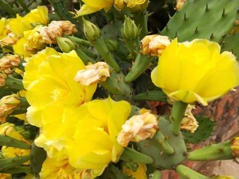 仙人掌花開(kāi)金燦燦