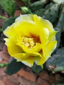 仙人掌花開金燦燦